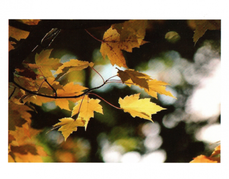 "Autumn's Passage"
