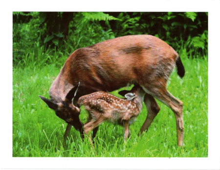 "Mother & Fawn: Grace Note"